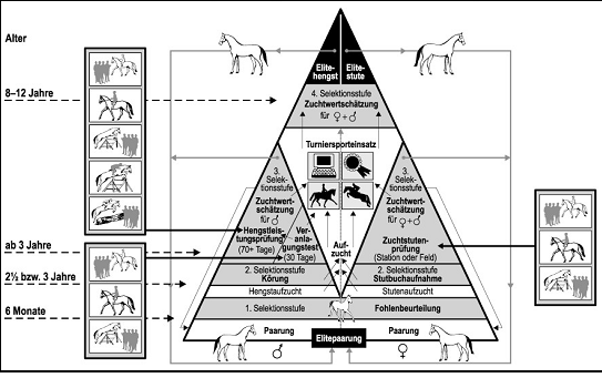 Pyramidenförmige Darstellung der Zuchtplanung beim Deutschen Reitpferd